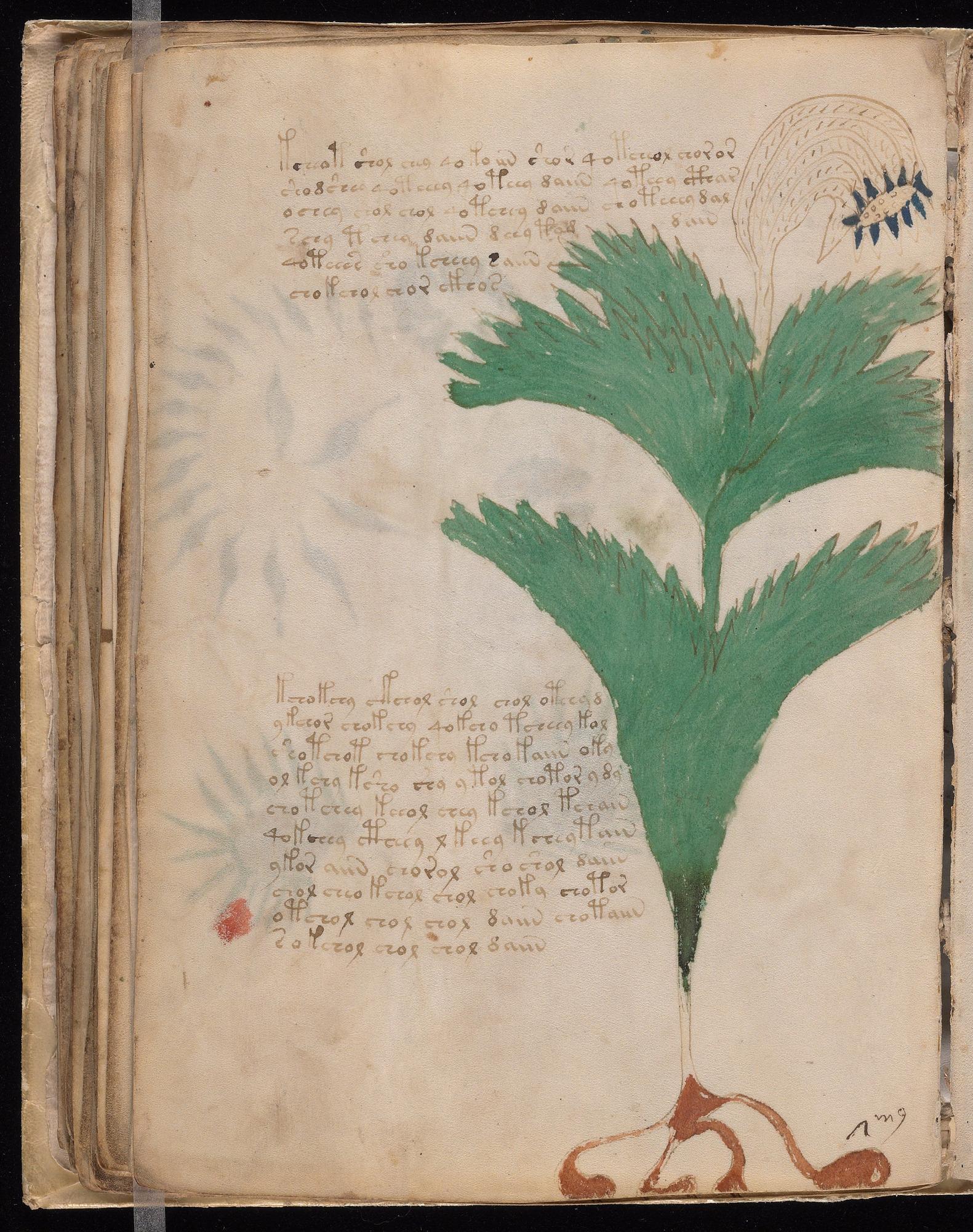 Voynich Manuscript folio f56v — Beinecke MS 408